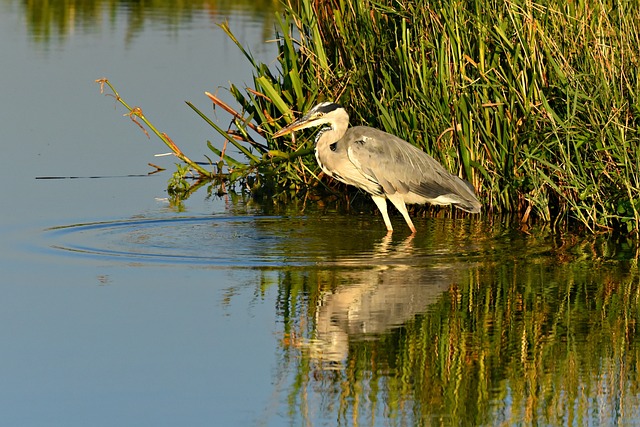 Heron on marsh land