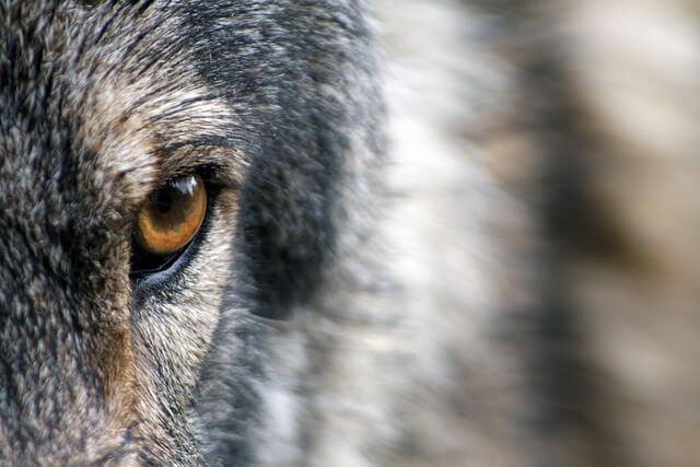 Wolf's eye