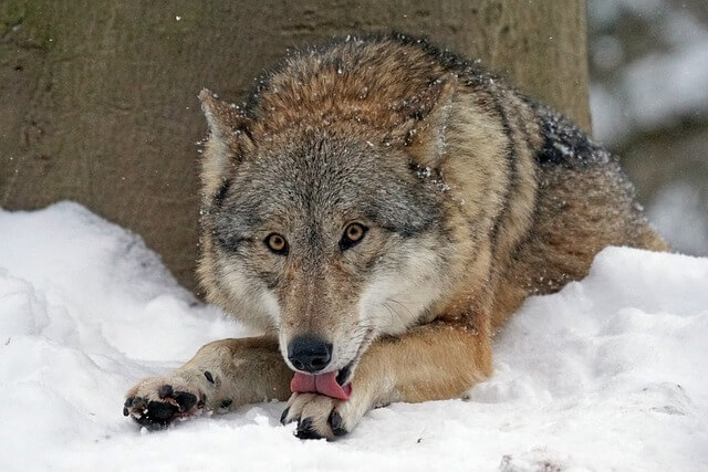 Wolf licking his feet