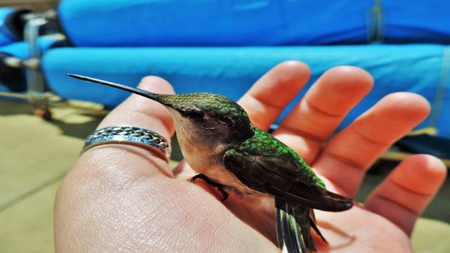 Hummingbird sitting on the hand of a man