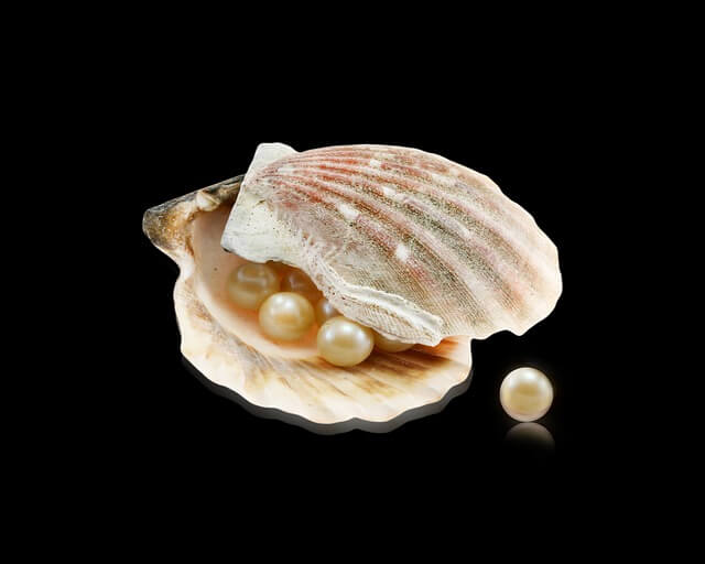 Opened oyster with pearls in it