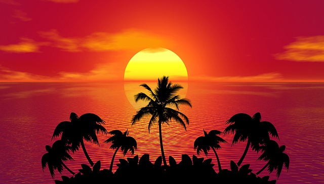 View of palm trees at sunset time