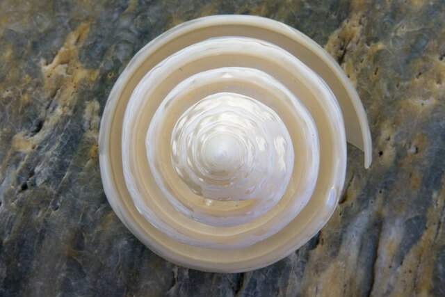 Spiral oyster