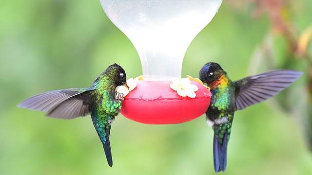 Two humming birds feeding from a bird feeder